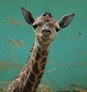 ZooBorns: Giraffe