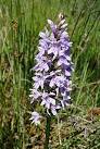 Early Marsh Orchid on Holt Lowes. Dactylorhiza incarnata. - via Daymix