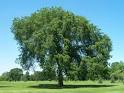 Massachusetts' State Tree – The Majestic American Elm | ZEN Associates