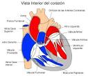 Vista interior del corazón.png