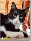 Cat of the Day - Every day a new cat photo and story