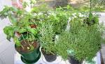 herbs « cookalicious
