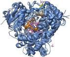 The Protein Image Gallery at PlaCe