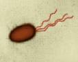 Difference between Cilia and Flagella ~ Biology Exams 4 U