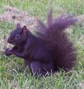 Cryptomundo » 2006's Top Ten White &amp; Black Squirrels' Hot Spots