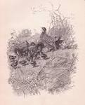 File:Quail Family.jpg - Wikimedia Commons