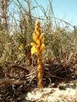 File:<b>Cistanche</b> phelypaea.jpg