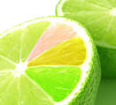 citron thyme