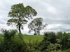 near to Pendas Fields, Leeds, Great Britain. More sizes. Trees in the clover - via Daymix