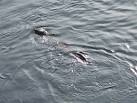 This otter was swimming and diving in the Tay close to the western end of - via Daymix
