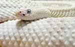 White Snake 1440x900 wallpapers download - Desktop Wallpapers, HD ...