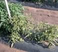 Curly Top Disease of Tomato