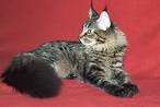 Plik Maine Coon cat 6 months oldjpg     Wikipedia wolna encyklopedia