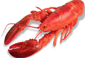 Bogavante