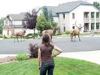 The street gangs of Helena, Montana,