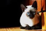 Siamese (cat) on Fotopedia - via Daymix