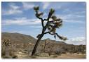 Joshua Tree - Yucca brevifolia - DesertUSA