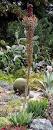 200px-Agave_chiapensis_whole.jpg