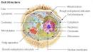 Human Physiology   Cell structure and function