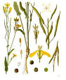 <b>Brassica napus</b> Colza