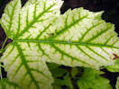 Images - Ornamental Tree &amp; Shrub Diseases - Utah Pests - utahpests.