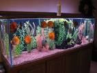 Discus Fish Aquarium | Discus Fish Aquarium Guide