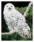 The Familiars: #1 Hedwig vs. #16 Lockheed