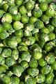 Brussels sprout - Wikipedia, the free encyclopedia