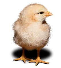 external image images?q=tbn:ANd9GcQaxT8eD-9p1UrIu8cxJ5WvvkmZxHMzDAX5c8Ym3G02egrNdkg&t=1&usg=__iajLOsWAGPRidng6f3fPtshicHc=