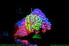 fluoro pronunciation
