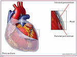 <b>pericardium</b>