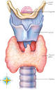 thyroid gland: Definition from Answers.