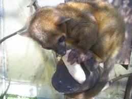 exotic animals