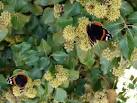 Red Admiral (Vanessa atalanta) - via Daymix