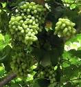 Table Grapes « Duarte Trees and Vines