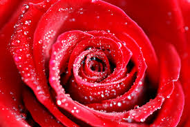 Résultat de recherche d'images pour "image de fleur"