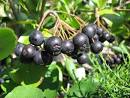 Chokeberry | Behnkes Gardening Blog
