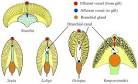Cephalopod Gills