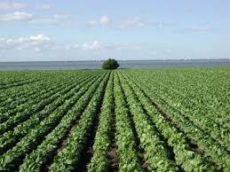 external image images?q=tbn:ANd9GcQc3FZAJzyAOOL0RR_g5s9pS-QATqB365mawjZvwDz2ZmhiHt6C