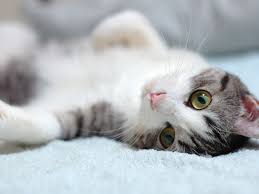 images?q=tbn:ANd9GcQc9ShTnhbJ1ZBxQOdI3W43GU1zLHOwGK6egGE7xoKEhjSgEvCmHExmogKeJA