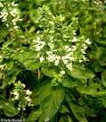 Propiedades medicinales de albahaca | Hierbas y Plantas Medicinales