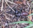 Bugs In The News