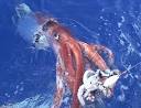Photo in the News: Giant Squid Captured, Filmed for First Time
