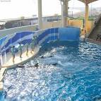 False Killer Whale(Pseudorca - via Daymix