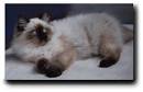 Colorpoint cat