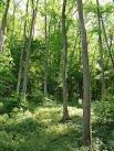 Ash trees just south of the Milky Way - via Daymix