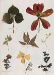 Victorian Treasure: Emily Dickinson's Herbarium- Poets.org ...