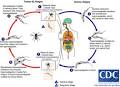 African trypanosomiasis - Wikipedia, the free encyclopedia
