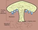 SparkNotes: Fungi: Basidiomycota: The Club Fungi