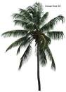 Malayan Coconut Palm, Cocos nucifera